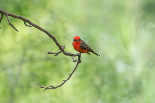 Vermilion Flycatcher