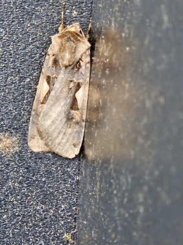 Setaceous Hebrew Character