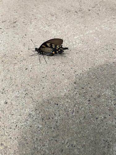 Pipevine Swallowtail