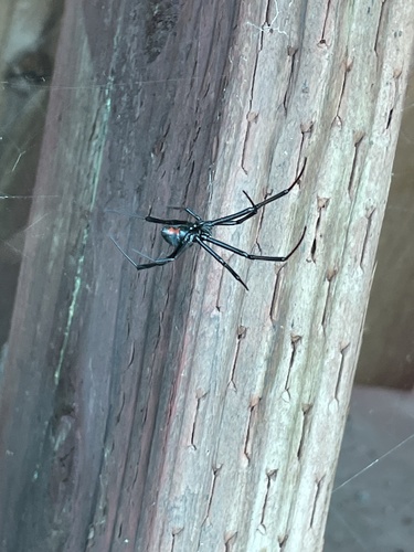 Western Black Widow