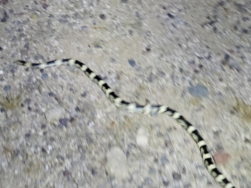 Long-nosed Snake