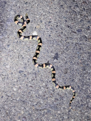 Long-nosed Snake