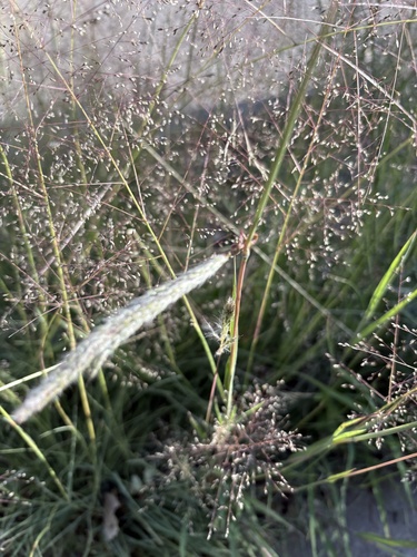 Alkali Sacaton