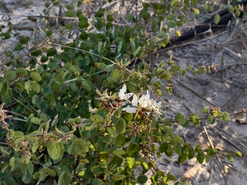 Wild Coffee Bean
