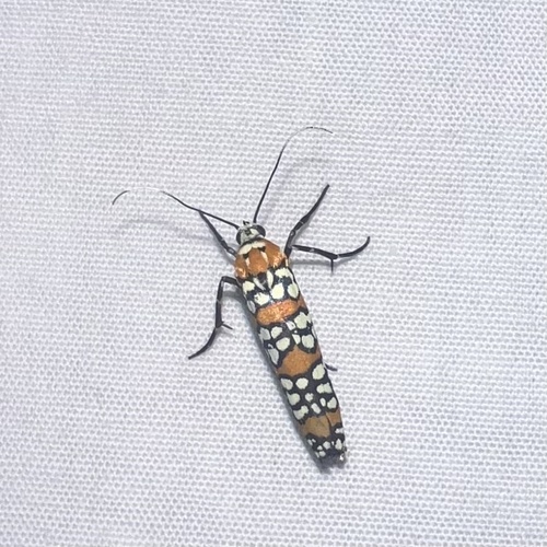 Ailanthus Webworm Moth