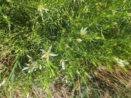 üzerlik