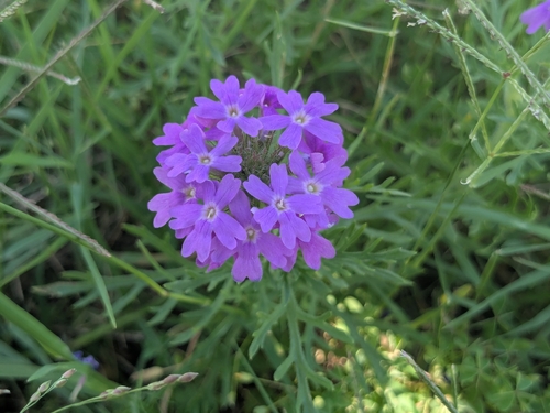 Dakota mock vervain