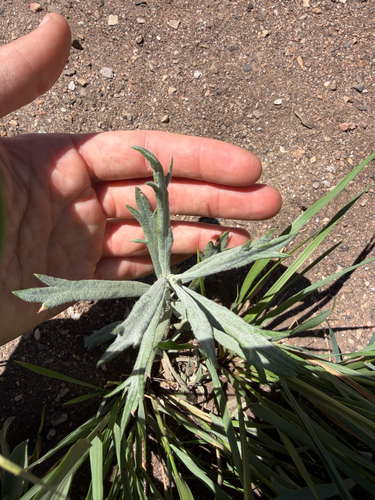 Silver Wormwood