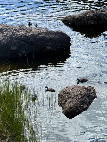 American Coot