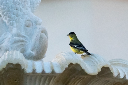 Lesser Goldfinch