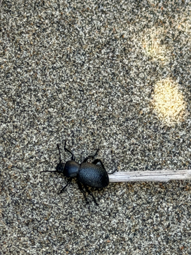 Eleodes scabrosa