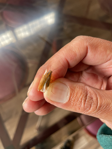 German Cockroach