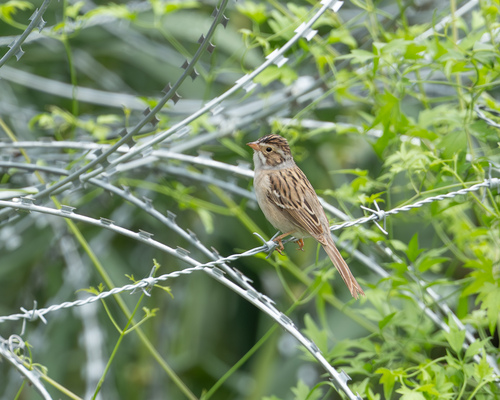 Clay-colored Sparrow