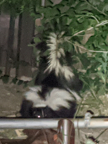 Striped Skunk