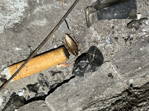 Asian Cockroach
