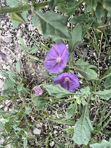 purple groundcherry