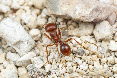 Red Harvester Ant