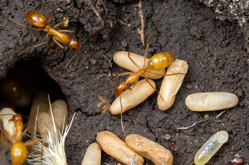 Camponotus festinatus