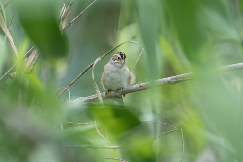 Clay-colored Sparrow