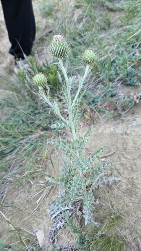 wavyleaf thistle
