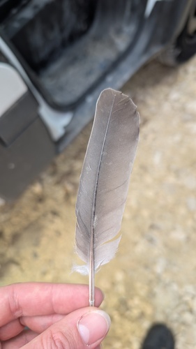Common Wood-Pigeon