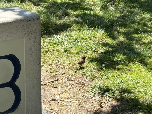 Dark-eyed Junco