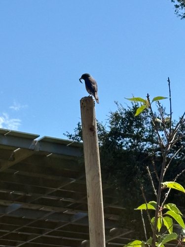 Western Bluebird