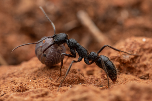 Leptogenys clarkiLeptogenys clarki