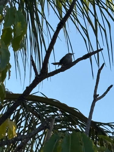 Bewick's Wren