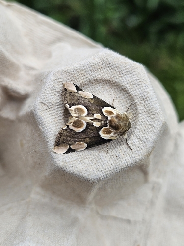 Peach Blossom Moth