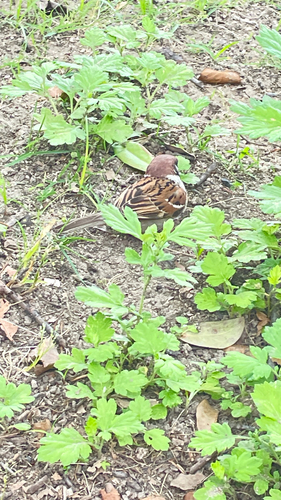 Eurasian Tree Sparrow