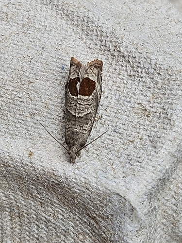 Bramble Shoot Moth