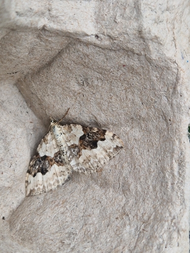 Silver-ground Carpet