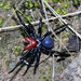 Red-headed Mouse Spider - Photo (c) liz_macraild, all rights reserved