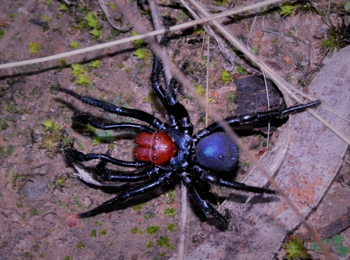 Red-headed Mouse Spider