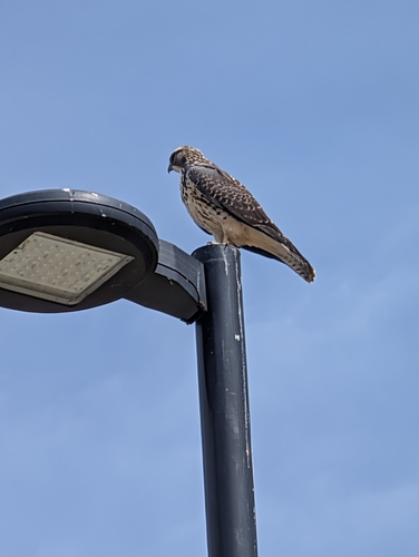 Swainson's Hawk