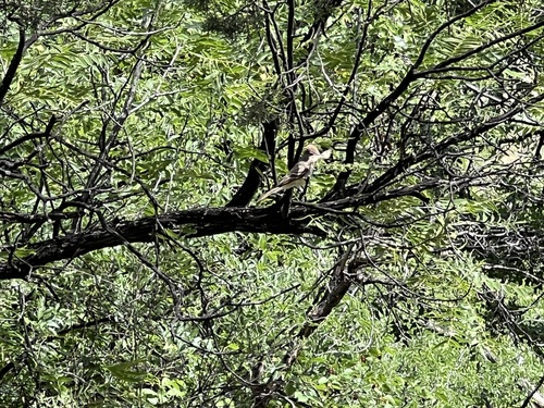 Ash-throated Flycatcher