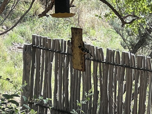 Black-headed Grosbeak