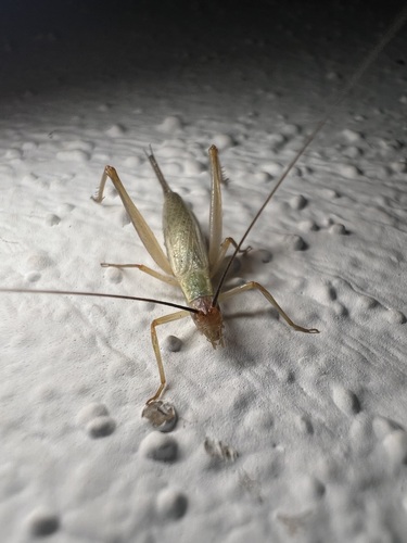 Oecanthus varicornis