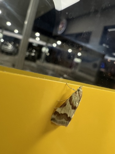Rufous-banded Crambid Moth