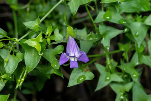 Snapdragon Vine