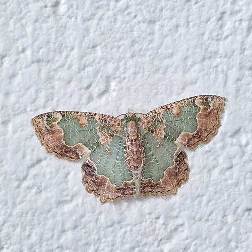 Bizarre Looper Moth