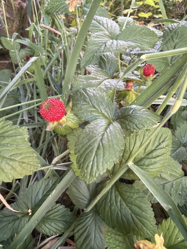mock strawberry