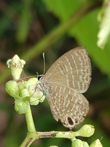 Pale Four-line Blue
