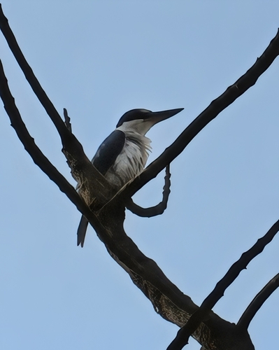 Collared Kingfisher