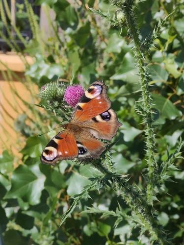 European Peacock Butterfly