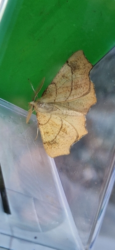 August Thorn
