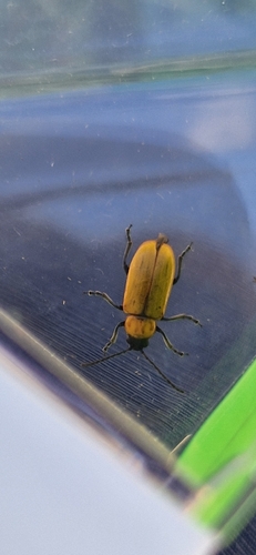 Daffodil Leaf-beetle