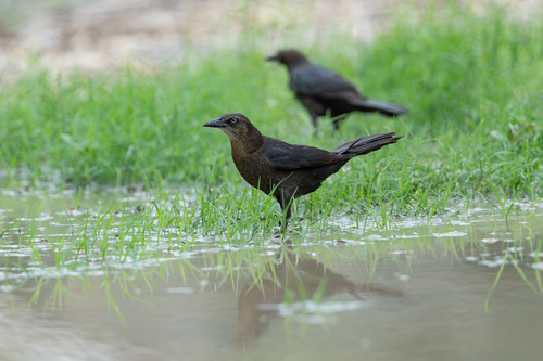 Great-tailed Grackle