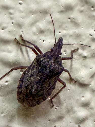 Brochymena sulcata